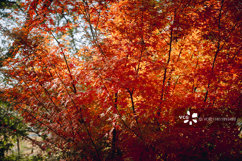 苏州旅行 拙政园 虎丘 平江路 唯美 意境美 秋天 园林 艺术 东方 中国风 古风 经济 长三角图片素材