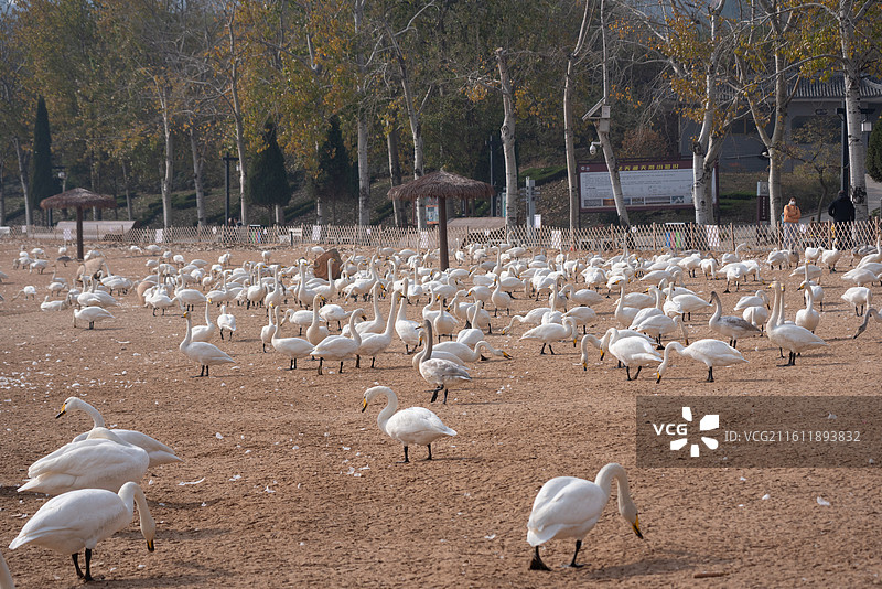 运城圣天湖白天鹅图片素材