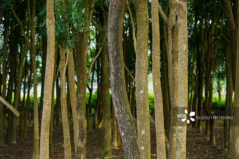 高清树干图图片素材