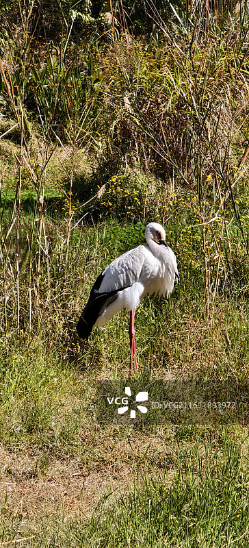 云南普洱～太阳河国家森林公园-白鹳图片素材