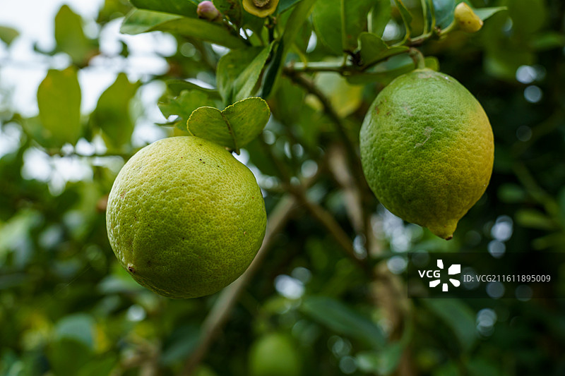 柠檬树上的青柠图片素材