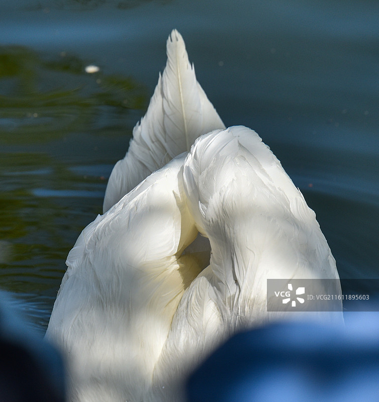 白鹅低头梳理羽毛图片素材