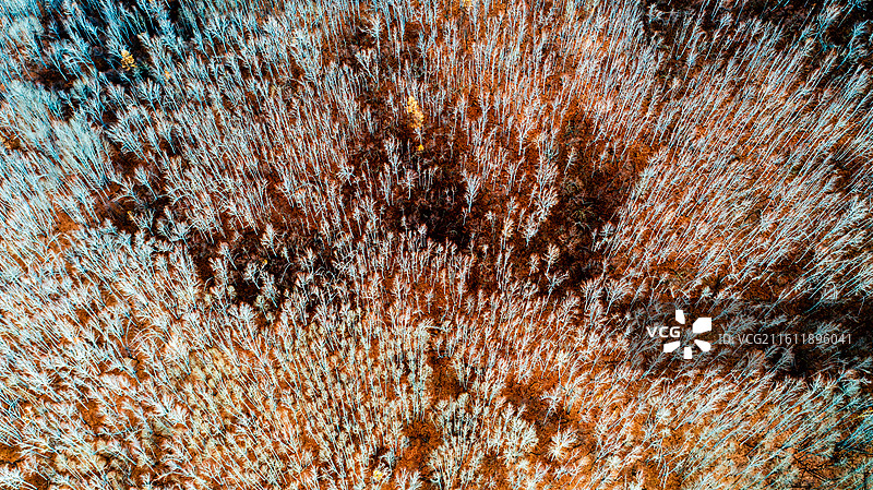 鹰栖彩林：石韦边陲的秋日凌空画卷图片素材