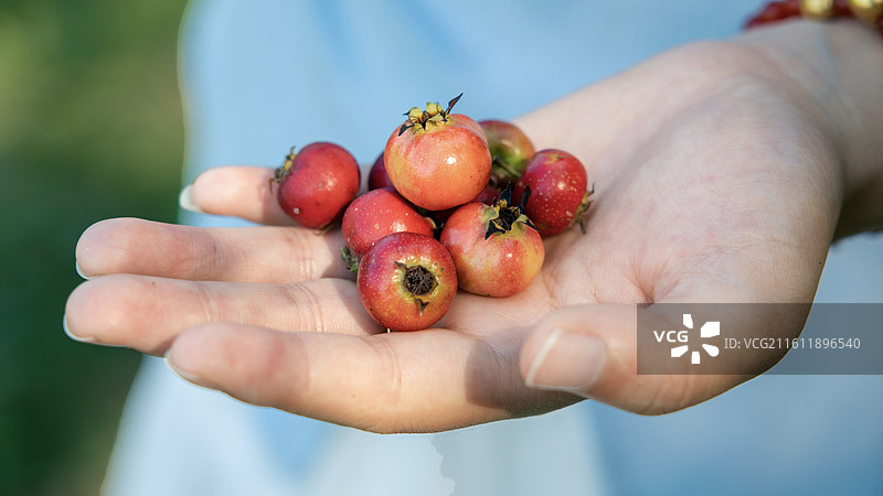 野生山楂特写图片素材