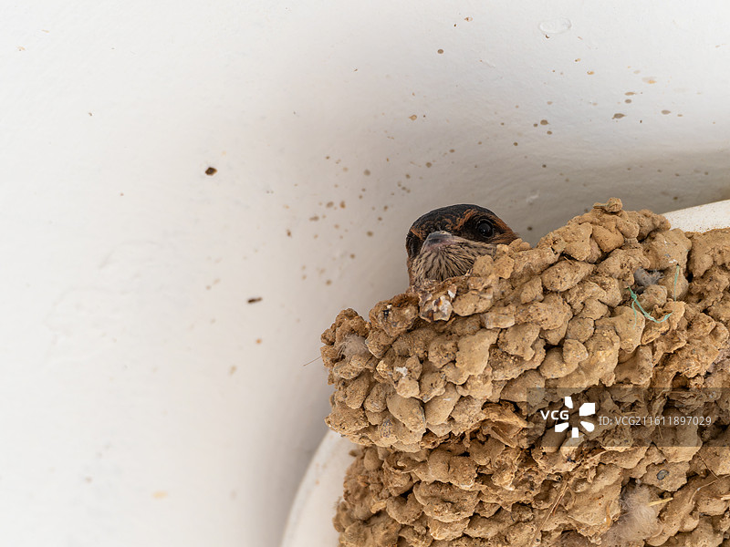 鸟巢中的金腰燕露出脑袋图片素材