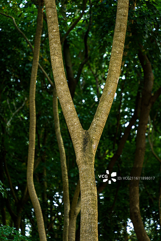 高清树干图图片素材