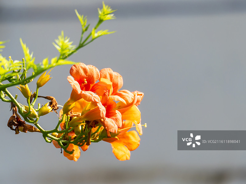 娇艳凌霄花绽放于枝头图片素材