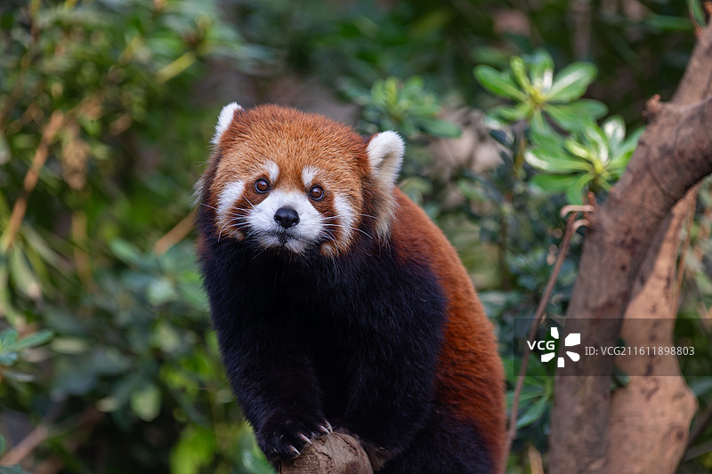 可爱的小熊猫图片素材