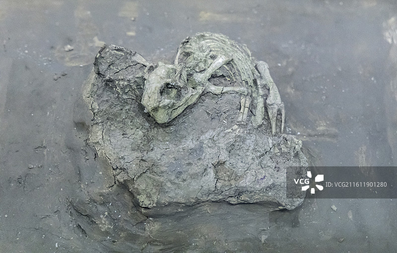 天津自然博物馆：鹦鹉嘴龙（鸟臀目、角龙亚目；标本：TNP 01489，幼体化石；早白垩世；辽宁义县产图片素材