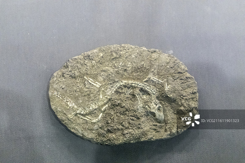 天津自然博物馆：鹦鹉嘴龙（鸟臀目、角龙亚目；标本：TNP 01645，幼体化石；早白垩世；辽宁义县产图片素材