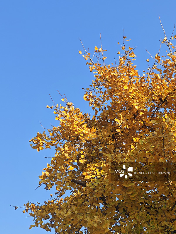 蓝天下银杏树的低角度视图图片素材