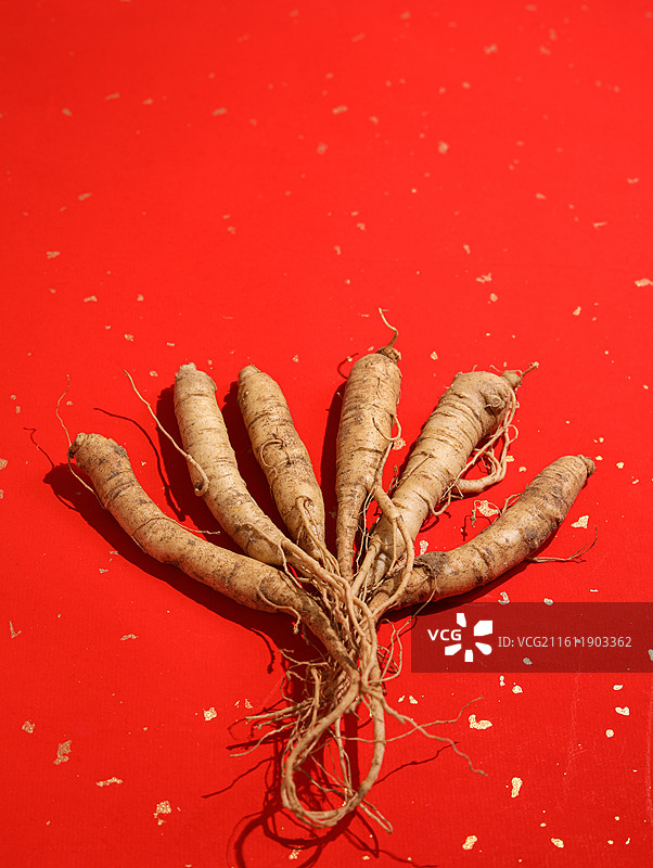 红色桌面上的传统中医中药材滋补营养品新鲜生人参图片素材