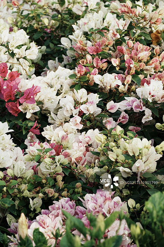 深圳冬至日盛开的花图片素材