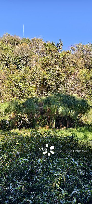 云南普洱～太阳河国家森林公园-湿地图片素材
