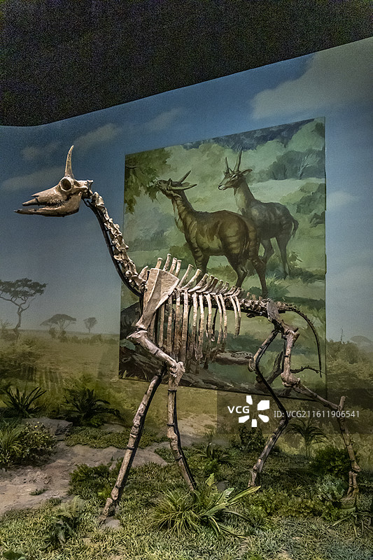天津自然博物馆“家园·生命展区”：古麟（完整骨架，中新世晚期，陕西府谷产）图片素材