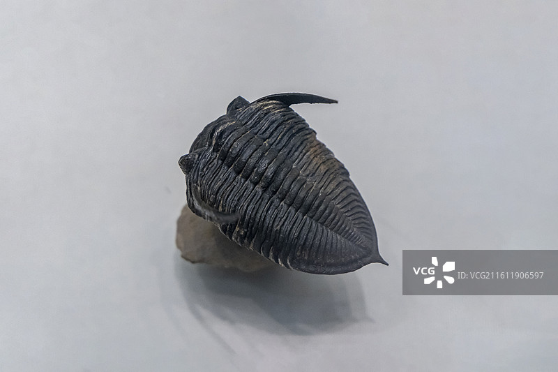 天津自然博物馆“家园·生命展区”：齿边虫（泥盆纪，摩洛哥产）图片素材