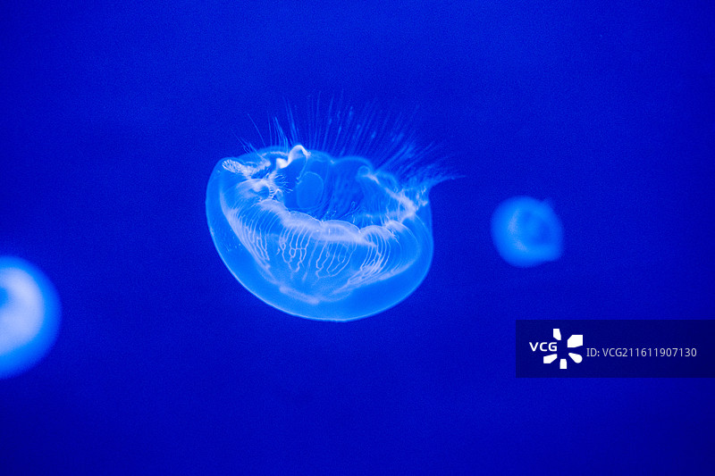 优雅的水母图片素材