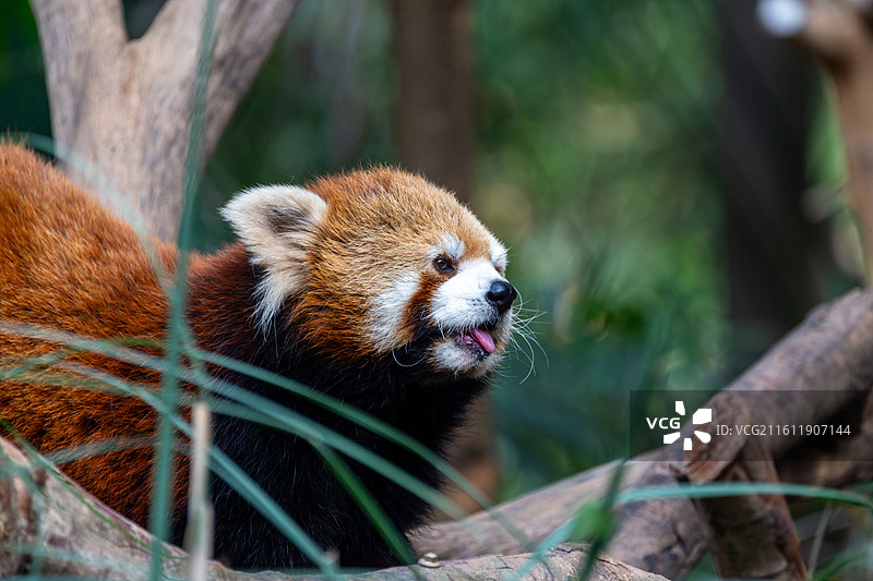 可爱的小熊猫图片素材