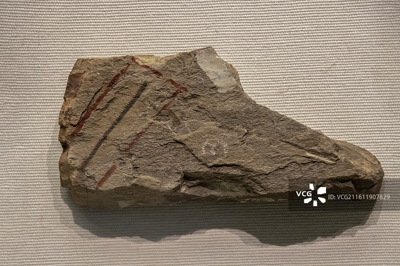 天津自然博物馆“家园·生命展区”：对笔石（早奥陶世，浙江江山郑家坪产）图片素材