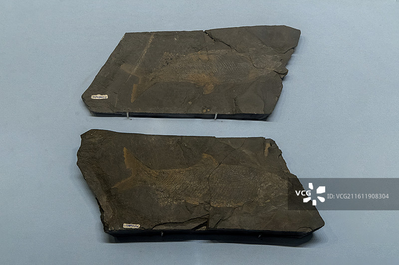 古鳕属【归属：硬骨鱼纲；标本：TNP02842（正、副模），化石；石炭纪；甘肃马鬃山盐池东产】图片素材