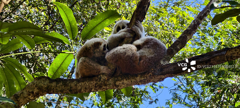 云南普洱～太阳河国家森林公园-蜂猴图片素材