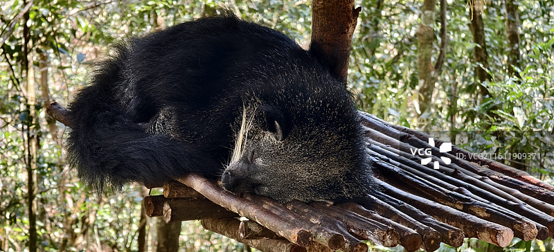 云南普洱～太阳河国家森林公园-熊狸图片素材