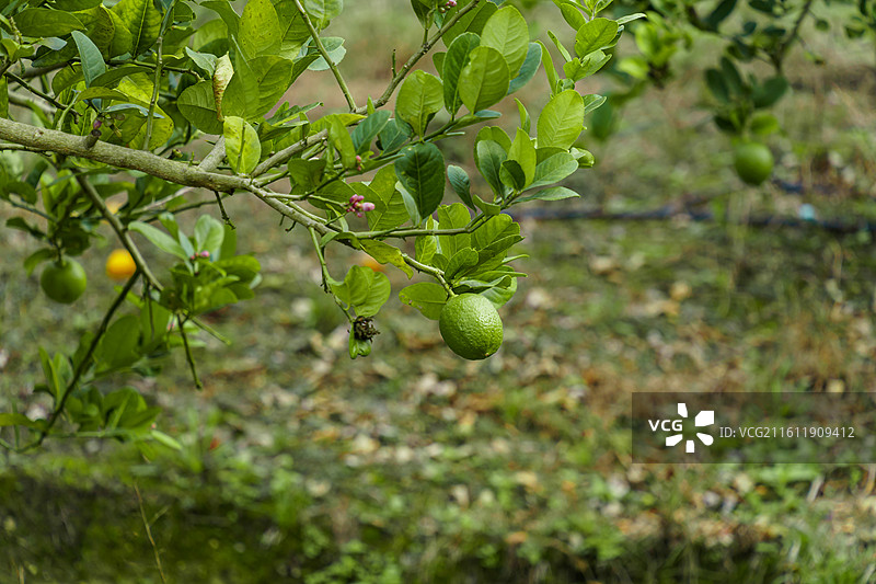 柠檬树上的青柠图片素材