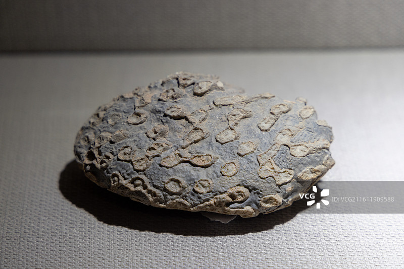 酒泉市博物馆 侏罗纪 腔肠动物化石图片素材