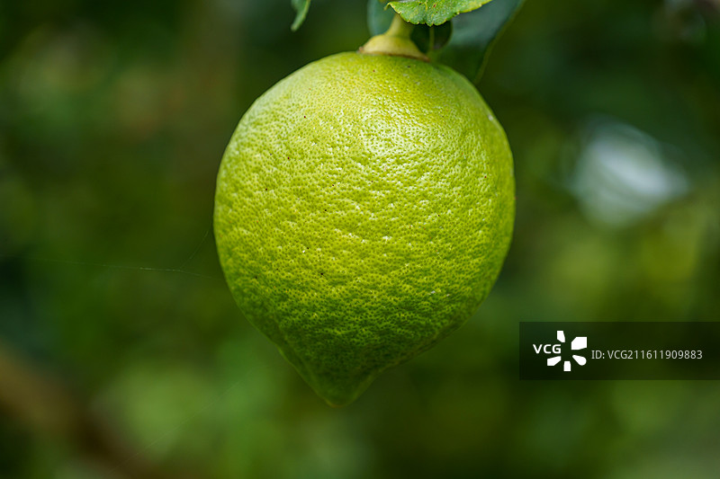 柠檬树上的青柠图片素材