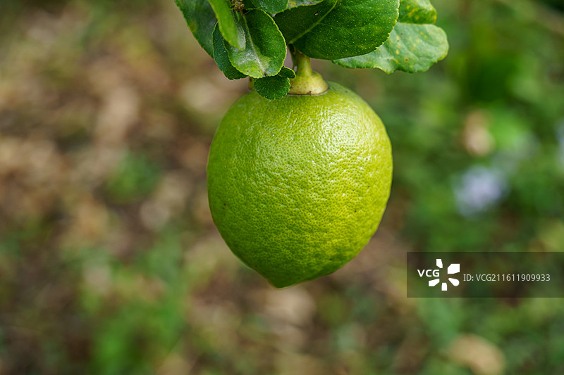 柠檬树上的青柠图片素材