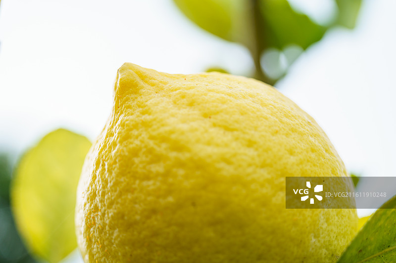 黄色柠檬图片素材