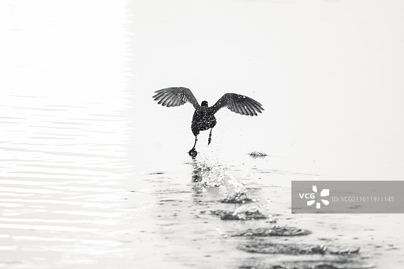 黑白过滤掉所有杂音，只留下飞翔的魂魄。失焦，是形式在溶解，也是意境在凝结。图片素材