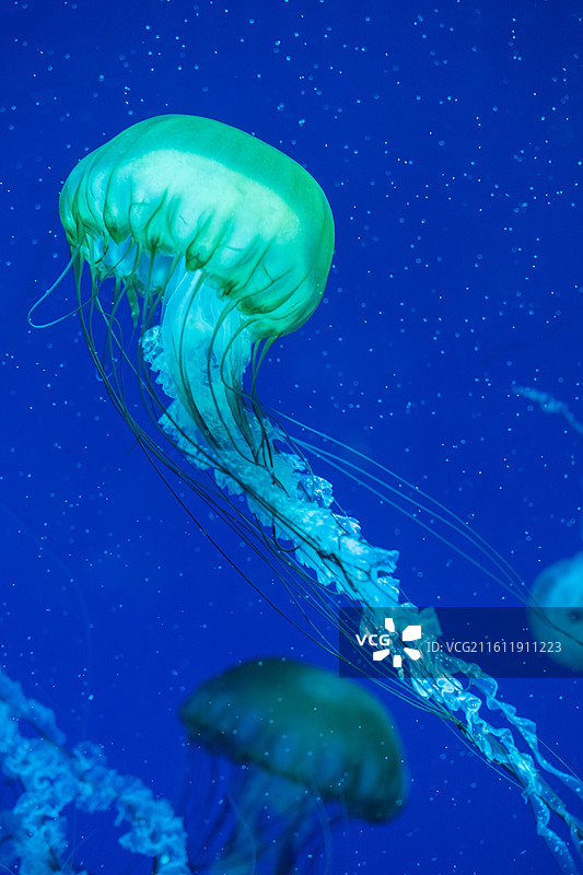 太平洋海刺水母图片素材