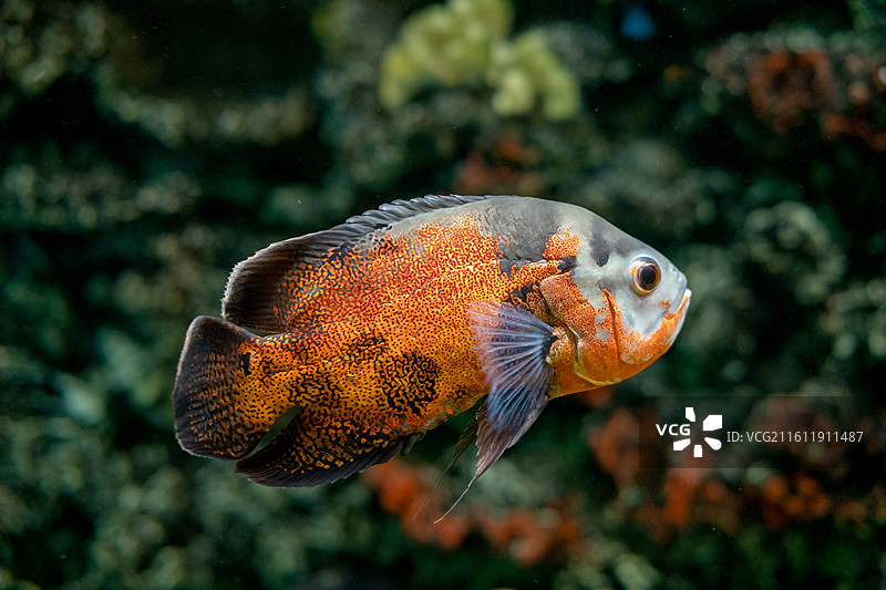 地图鱼图片素材