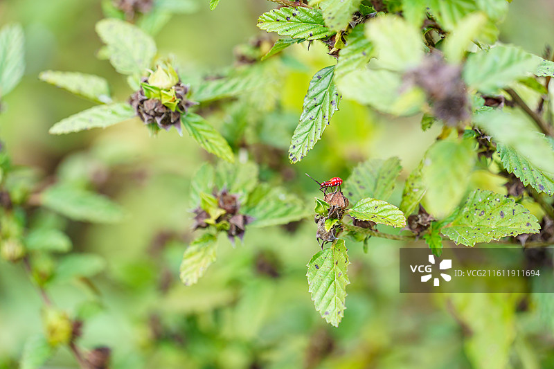 珠三角地区的棉红蝽特写图片素材