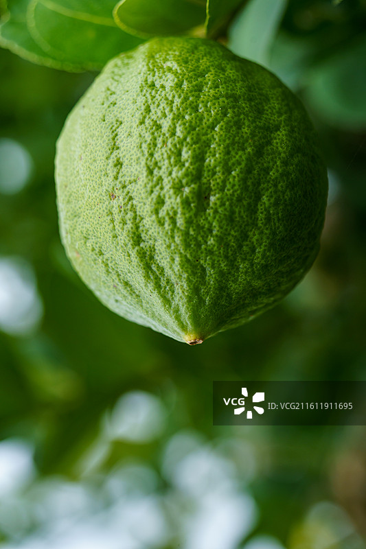 柠檬树上的青柠图片素材