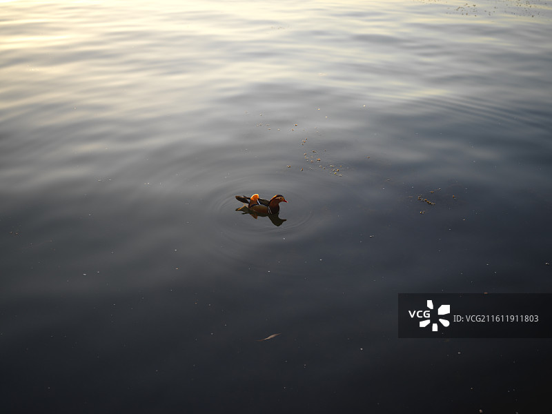 西湖里的鸳鸯图片素材