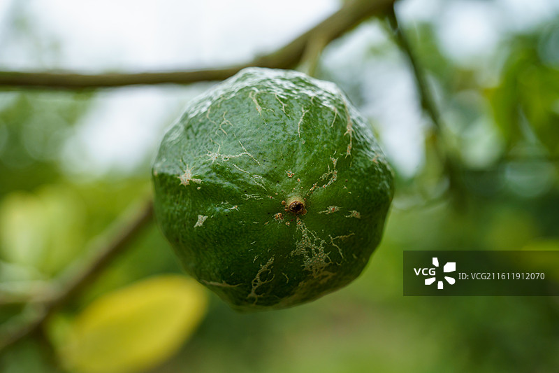 柠檬树上的青柠图片素材