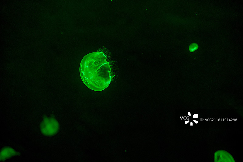 优雅的水母图片素材