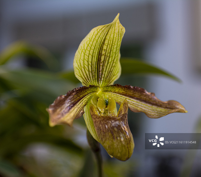 江南兰苑图片素材