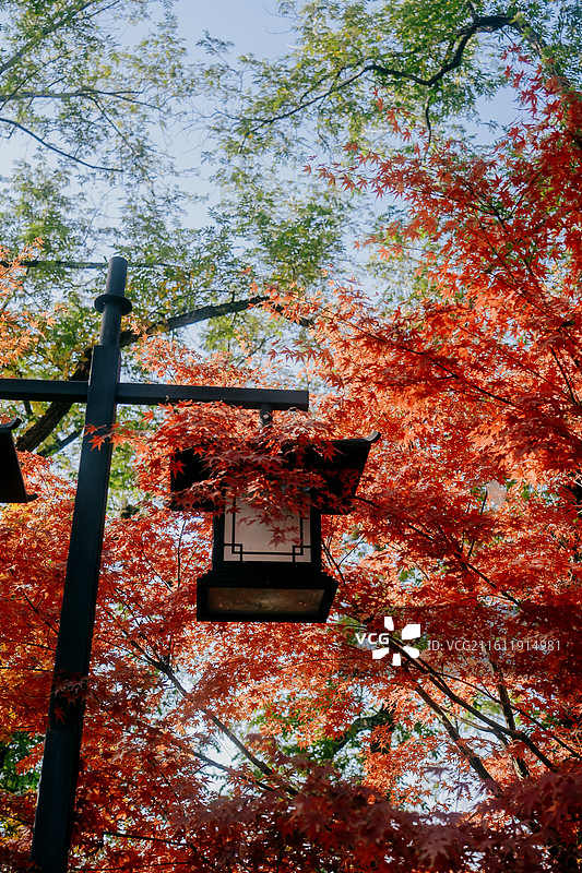 苏州旅行 拙政园 虎丘 平江路 唯美 意境美 秋天 园林 艺术 东方 中国风 古风 经济 长三角图片素材