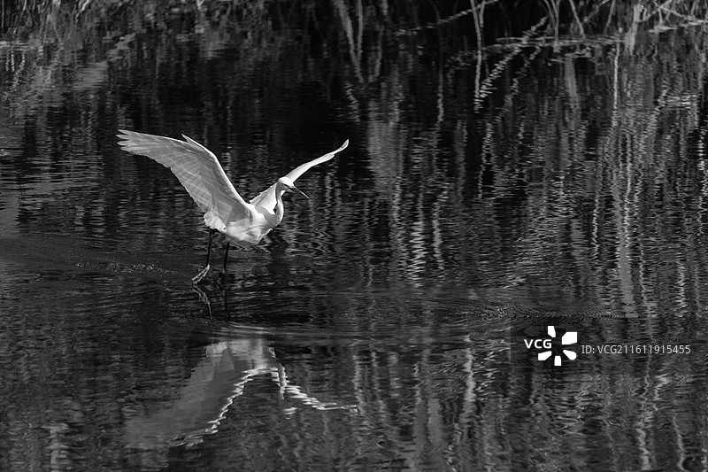 白鹭及水中的倒影图片素材