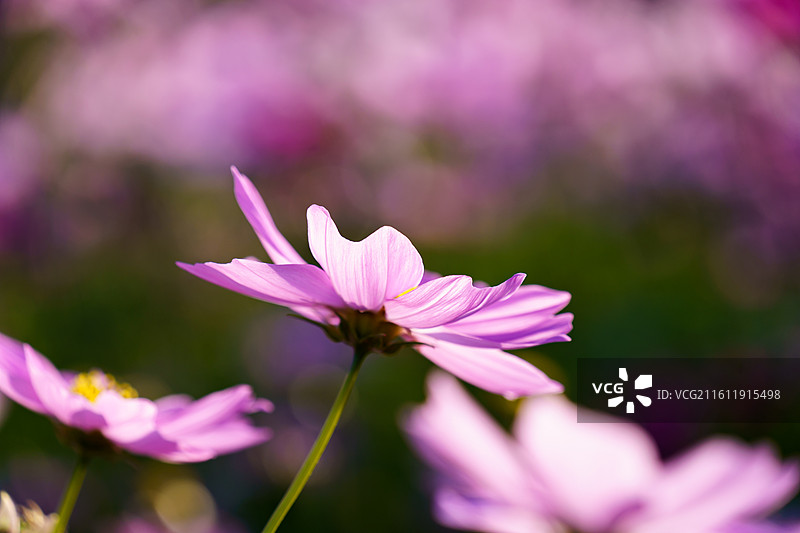 格桑花特写图片素材
