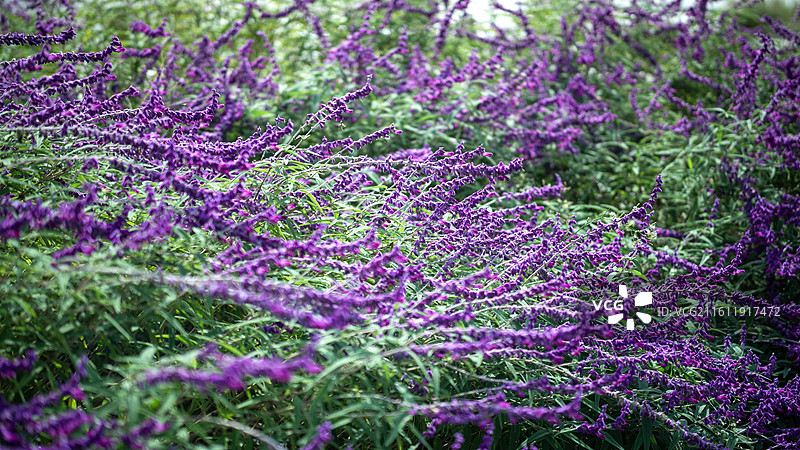 墨西哥鼠尾草图片素材