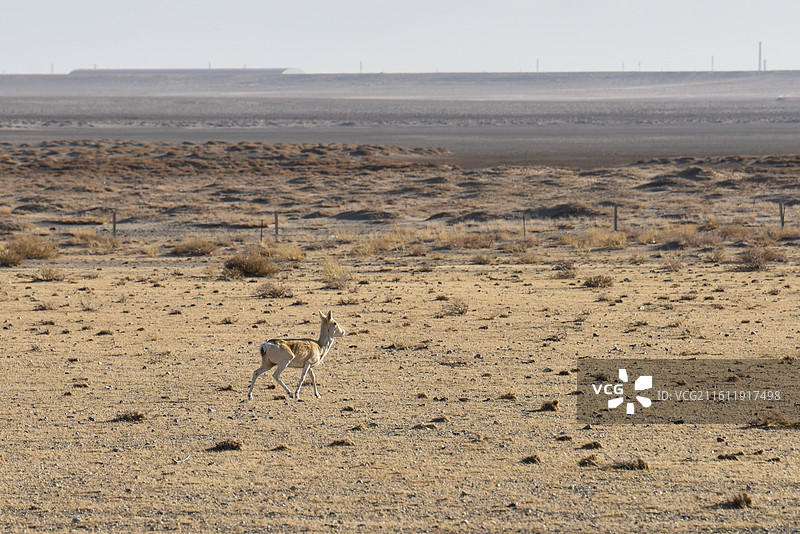 荒漠中奔跑的黄羊图片素材