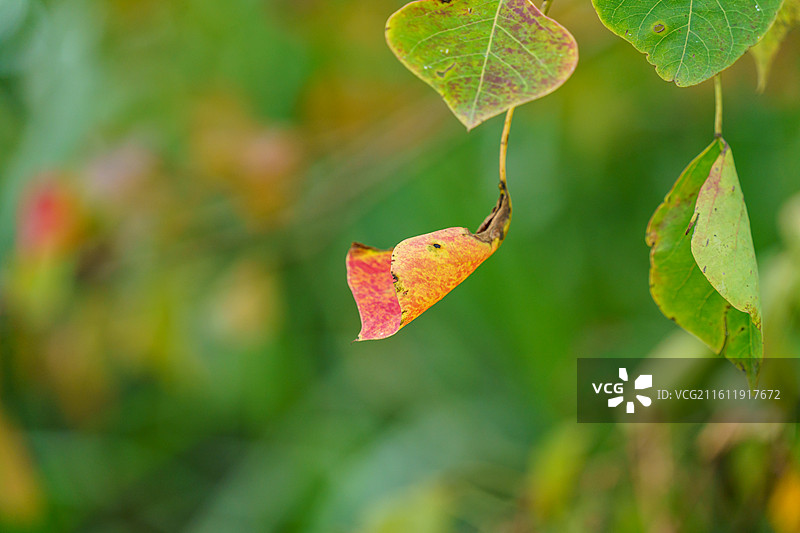 肇庆四会野外的乌桕图片素材