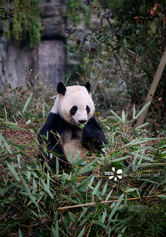都江堰熊猫谷图片素材