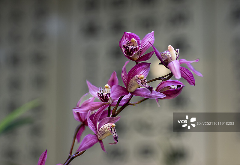 江南兰苑图片素材