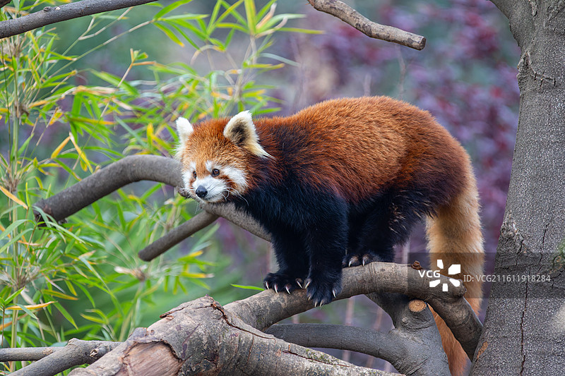 可爱的小熊猫图片素材