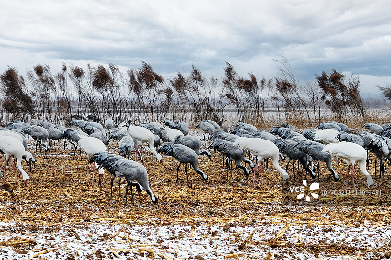 觅食的灰鹤白鹤图片素材